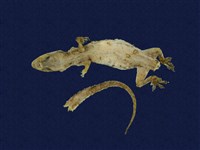 藏品(蝎虎)的圖片